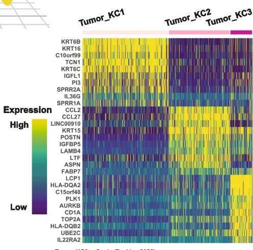Open access visualization of Heatmap, Differentially Expressed Genes, SMN Expression Profile, scHolography, Tumor Keratinocyte