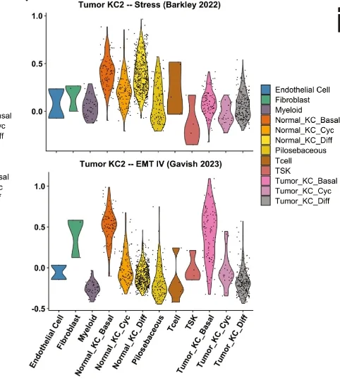 Open access visualization of Violin Plot, Violin Plots, Stress Score, SMN, Tumor KC2 Cells