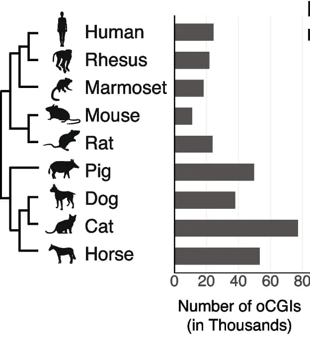 Open access visualization of Bar Plot, oCGIs, Mammalian Genomes