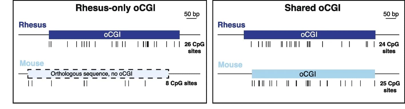Open access visualization of Illustration, oCGIs, Rhesus Macaque, Mouse, Species-Specific