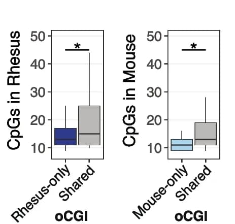 Open access visualization of Box Plot, CpG Dinucleotides, Rhesus-only oCGIs, Mouse-only oCGIs, Shared oCGIs