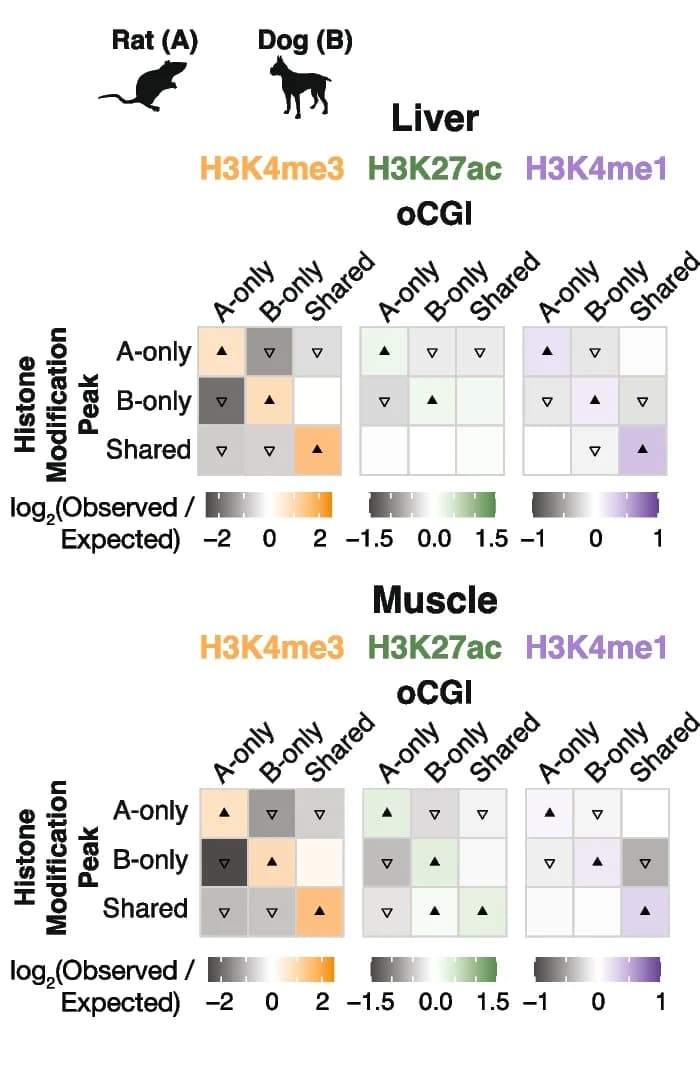 Open access visualization of Heatmap, Enrichment, Depletion, Species Comparison, Rat