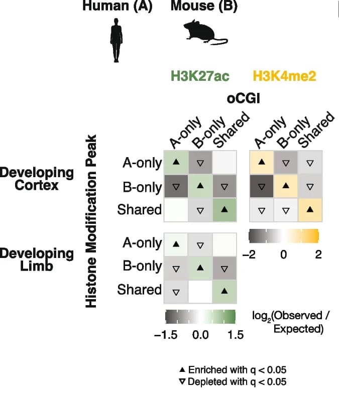 Open access visualization of Heatmap, oCGIs, Histone Modification Peaks, HGEs, Developing Cortex