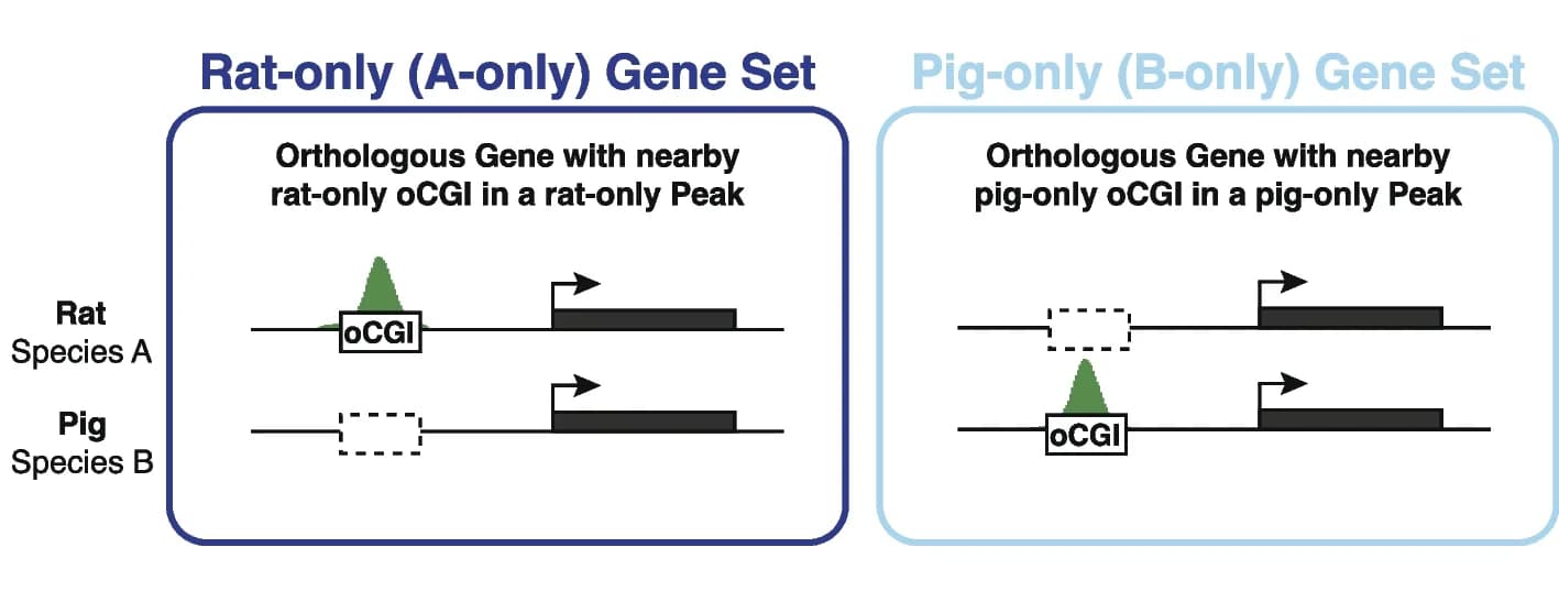 Open access visualization of Workflow, Illustration, oCGIs, H3K27ac peak, Genes