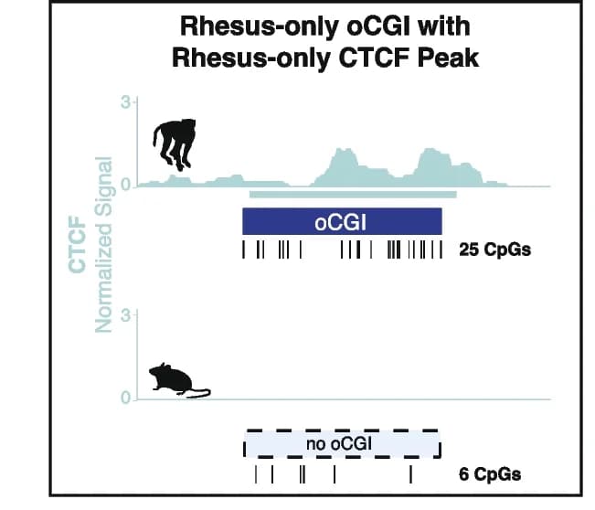 Open access visualization of Line Plot, oCGIs, Transcription Factor, CTCF Peak, CpG Dinucleotides