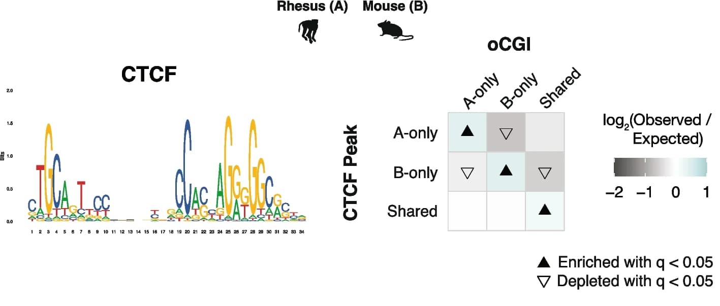 Open access visualization of Heatmap, CTCF, oCGIs, CTCF Peaks, Enrichment