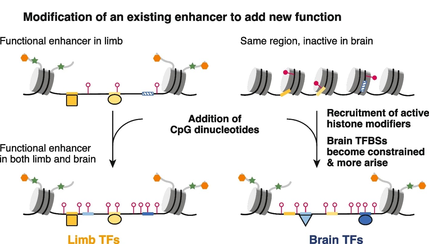Open access visualization of Workflow, Illustration, Enhancer, oCGI, Chromatin