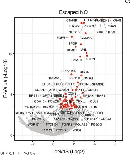 Open access visualization of Volcano Plot, Scatter Plot, Venn Diagram, Significant Driver Genes, Missense Mutations