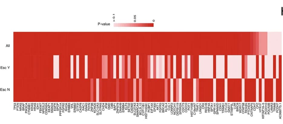 Open access visualization of Heatmap, Significant Driver Genes, Missense Mutations