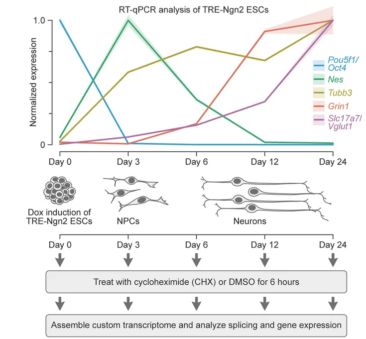Open access visualization of Line Plot, Workflow, Illustration, Doxycycline, Mouse ESCs