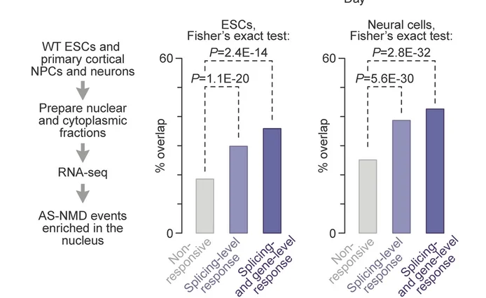 Open access visualization of Bar Plot, Workflow, Nuclear Fraction, Cytoplasmic Fraction, RNA-seq