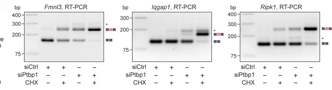Open access visualization of Gel, TRE-Ngn2 ESCs, siPtbp1, siCtrl, CHX