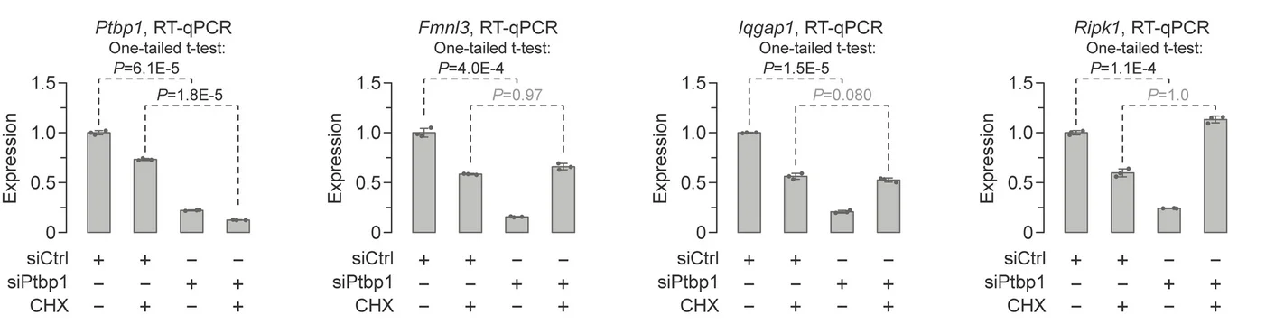 Open access visualization of Bar Plot, Error Bars, RT-qPCR, Primers, Fmnl3