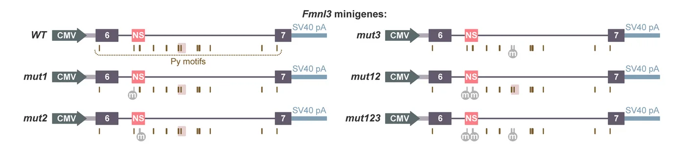 Open access visualization of Workflow, Illustration, Fmnl3 Minigenes, Pyrimidine-rich Motifs, PTBP1
