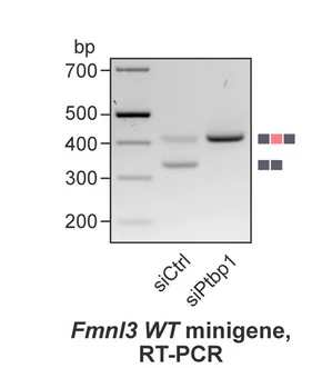 Open access visualization of Gel, TRE-Ngn2 ESCs, siPTBP1, siCtrl, Wild-type Fmnl3 Minigene