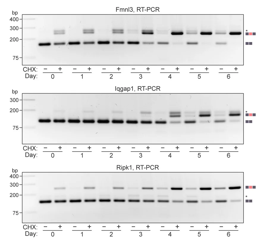 Open access visualization of Gel, RT-PCR, ESCs, Fmnl3 mRNA, Iqgap1 mRNA