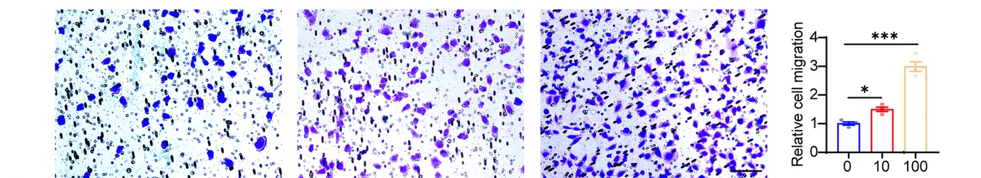 Open access visualization of Bar Plot, Error Bars, Microscopy, Photo, VEGF