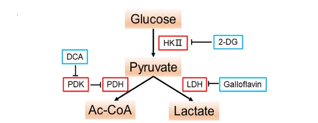 Open access visualization of Workflow, Flowchart, HRMECs, Glycolysis Inhibitors, Treatment
