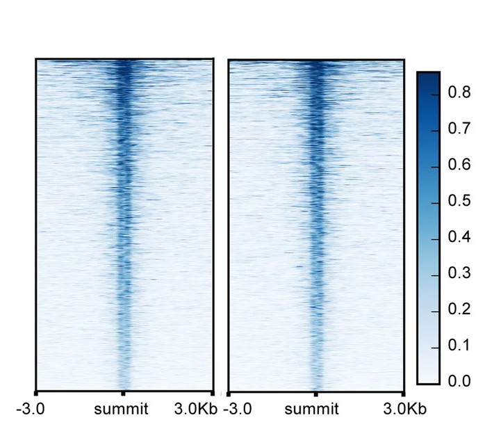 Open access visualization of Heatmap, H3K9la, Endothelial Cells, DeepTools