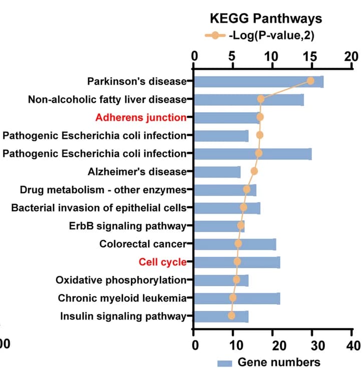 Open access visualization of Bar Plot, Line Plot, KEGG Analysis, H3K9la Binding Peaks, Candidate Target Genes