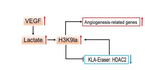 Open access visualization of Workflow, Flowchart, Illustration, H3K9 Lactylation, HDAC2