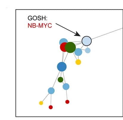 Open access visualization of Network, Pathway, Neuroblastoma MYC, Gene Expression Programs, Neuroblastoma