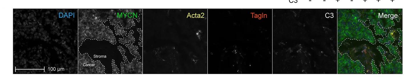 Open access visualization of Microscopy, RNA ISH, CAF Markers, GEMM Tumors, Neuroblastoma Markers