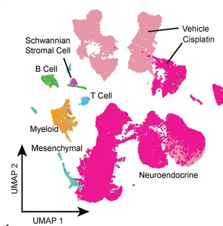 Open access visualization of UMAP, UMAP Plot, Single-Cell RNA-Seq, Tumors, Mouse Model