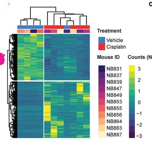 Open access visualization of Heatmap, Clustered, Gene Expression, Differentially Expressed Genes, DESeq2
