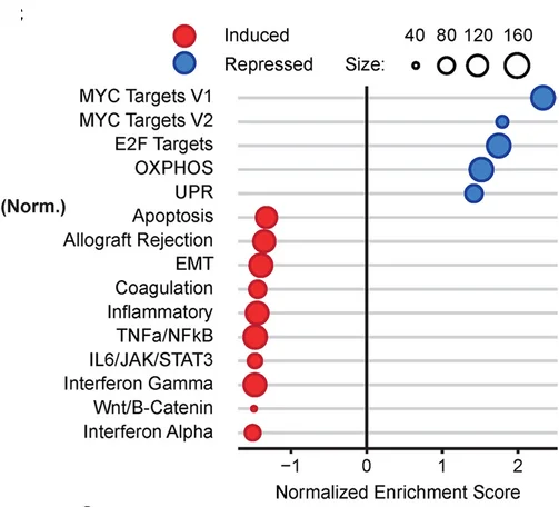Open access visualization of Bubble Plot, Dot Plot, GSEA Enrichment Scores, mSigDB Hallmark Gene Sets, Pseudobulk Cancer Cells