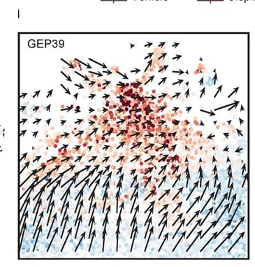 Open access visualization of Scatter Plot, UMAP Plot, RNA Velocity, Cancer Cells, Mesenchymal State