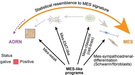 Open access visualization of Workflow, Illustration, Schematic Representation, Mesenchymal-Like Gene Expression Programs, Neuroblastoma Datasets