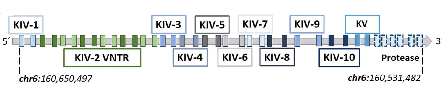 Open access visualization of Illustration, LPA Gene, Kringle Domain, Exons, Protease Domain