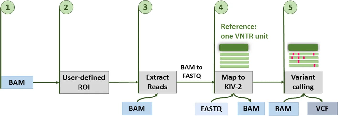 Open access visualization of Workflow, Flowchart, Variant Calling, VNTR Regions, Short-Read Sequencing