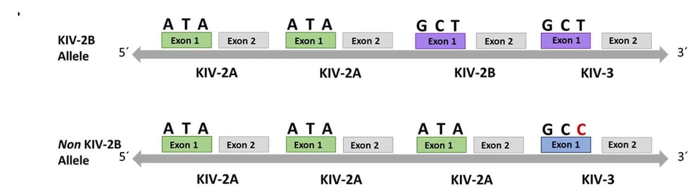 Open access visualization of Illustration, Linkage Disequilibrium, KIV-2B Haplotype, Genotype, Exon 1