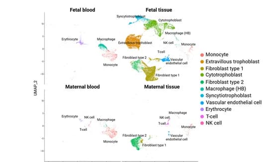 Open access visualization of UMAP, UMAP Plot, Placenta Tissues, Fetal Origin, Maternal Origin