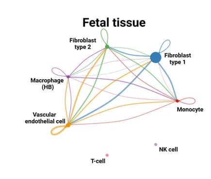 Open access visualization of Network, Chord, CCC, Cell Types, Fetal Tissues
