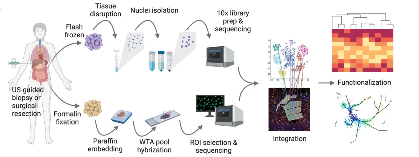 Open access visualization of Workflow, Flowchart, Heatmap, Clustered, Scatter Plot