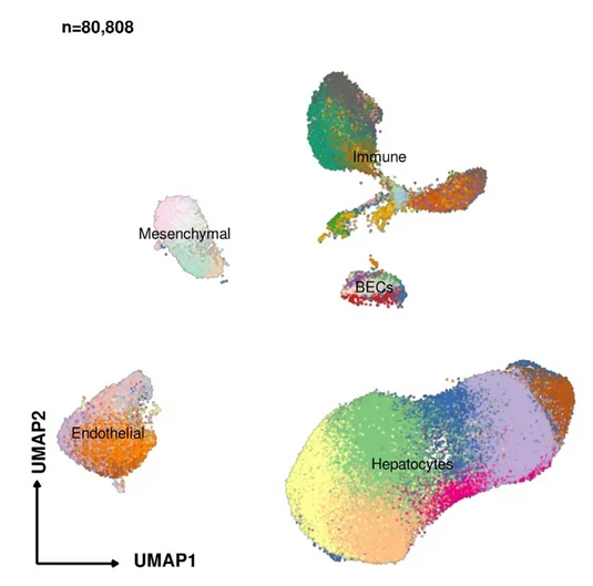 Open access visualization of UMAP, Hepatocytes, Immune Cells, Blood Cells, Endothelial Cells
