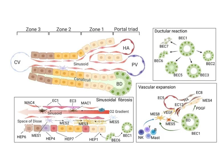 Open access visualization of Workflow, Illustration, Cellular Subpopulations, Liver Lobule, COVID-19