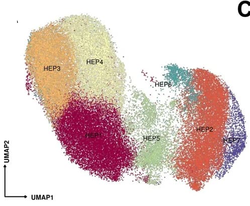 Open access visualization of Scatter Plot, UMAP, Hepatocytes