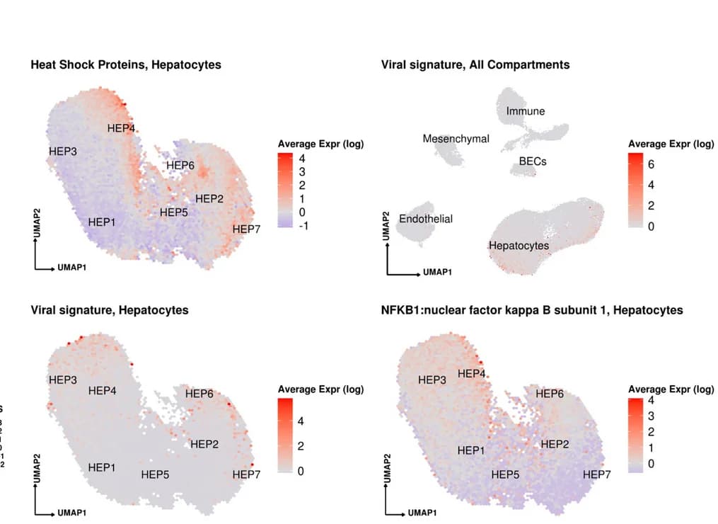 Open access visualization of UMAP, Scatter Plot, Heat Shock Proteins, Hepatocytes, Pathway Activity Scores