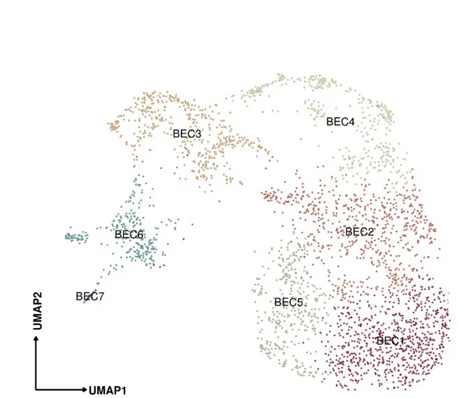 Open access visualization of Scatter Plot, UMAP, Biliary Epithelial Cells