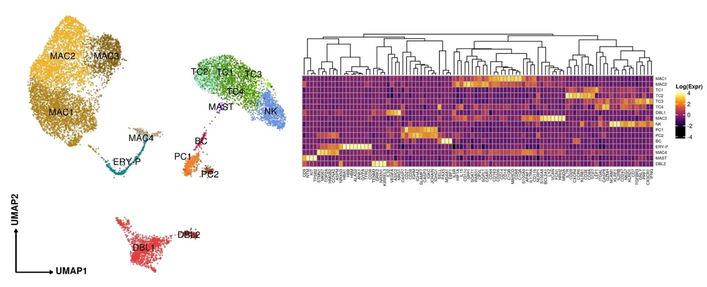 Open access visualization of UMAP, Heatmap, Clustered, Immune Cells, Blood Cells