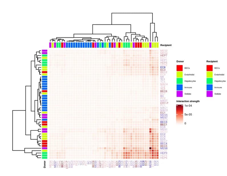 Open access visualization of Heatmap, Clustered, Cell-Cell Communication, Cell Populations, COVID-19