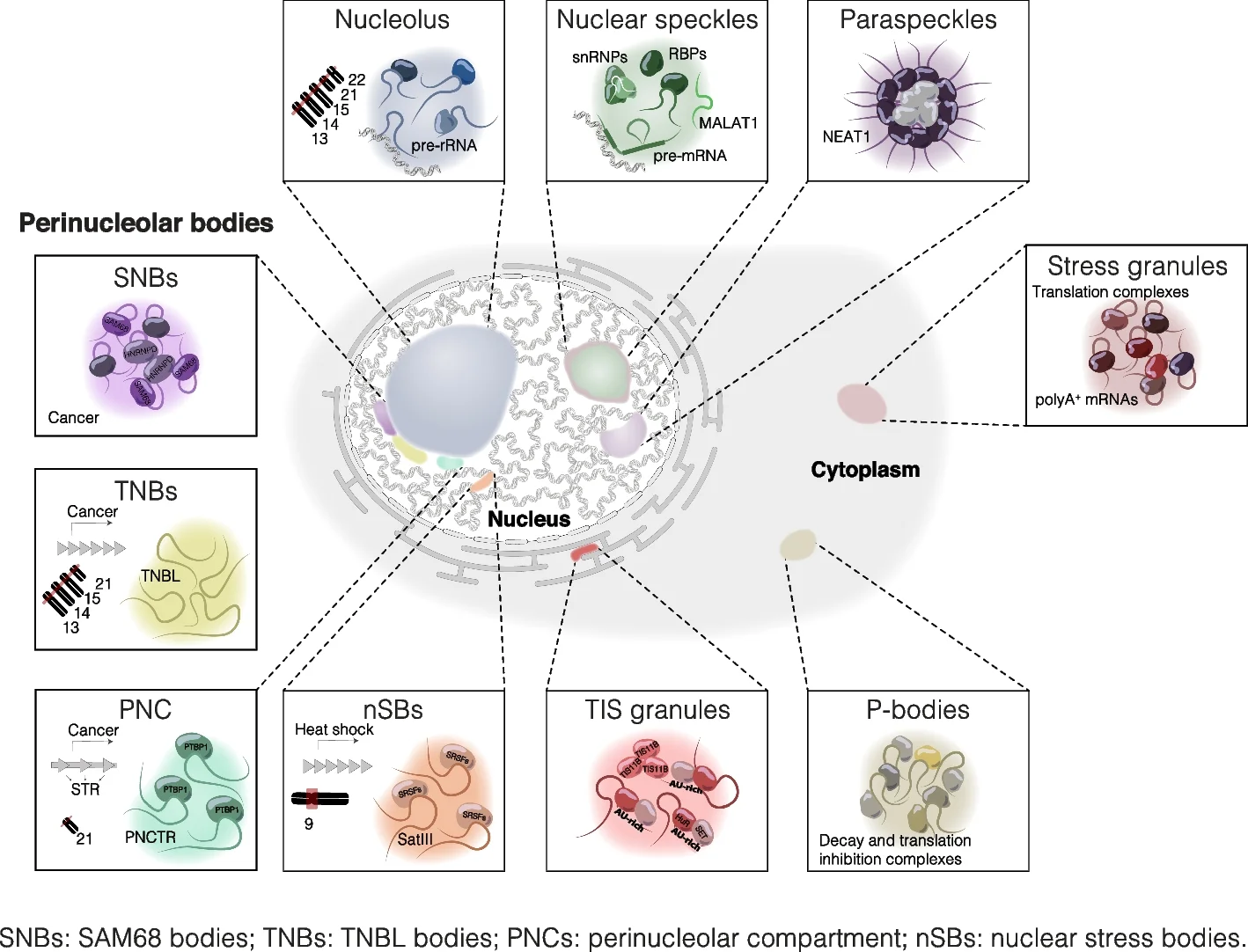 Open access visualization of Illustration, Workflow, Eukaryotic Cells, Membraneless Organelles, Nuclear Organelles