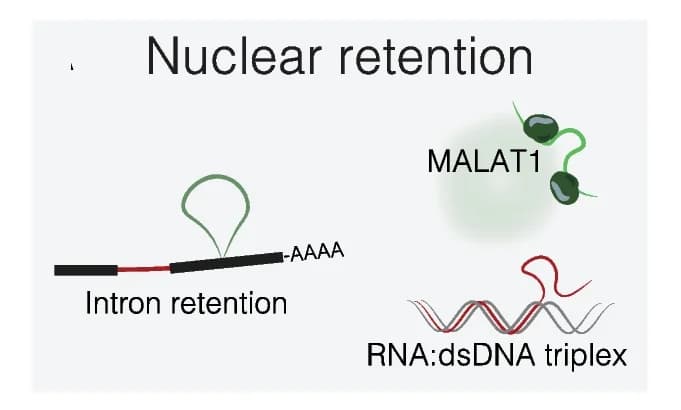 Open access visualization of Illustration, RNA Localization, Nucleus, Nuclear Bodies, MALAT1