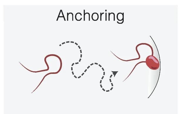 Open access visualization of Illustration, RNA Localization, Diffusion, Anchoring, Entrapment