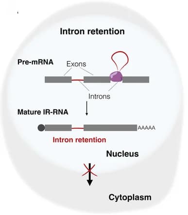 Open access visualization of Workflow, Illustration, RNA Localization