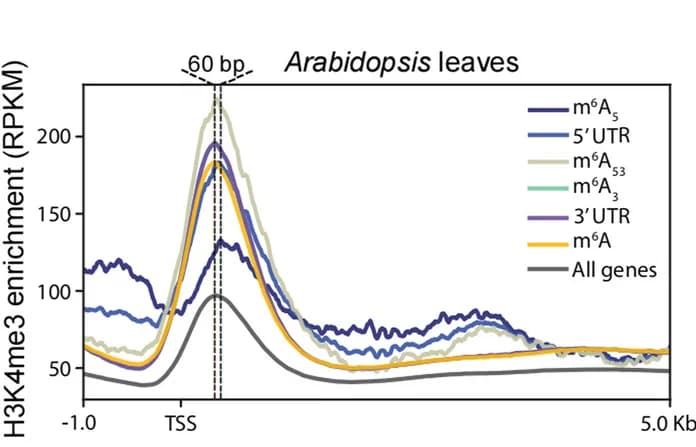 Open access visualization of Line Plot, H3K4me3, Gene Bodies, Leaves, Arabidopsis